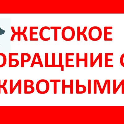 собака кошка