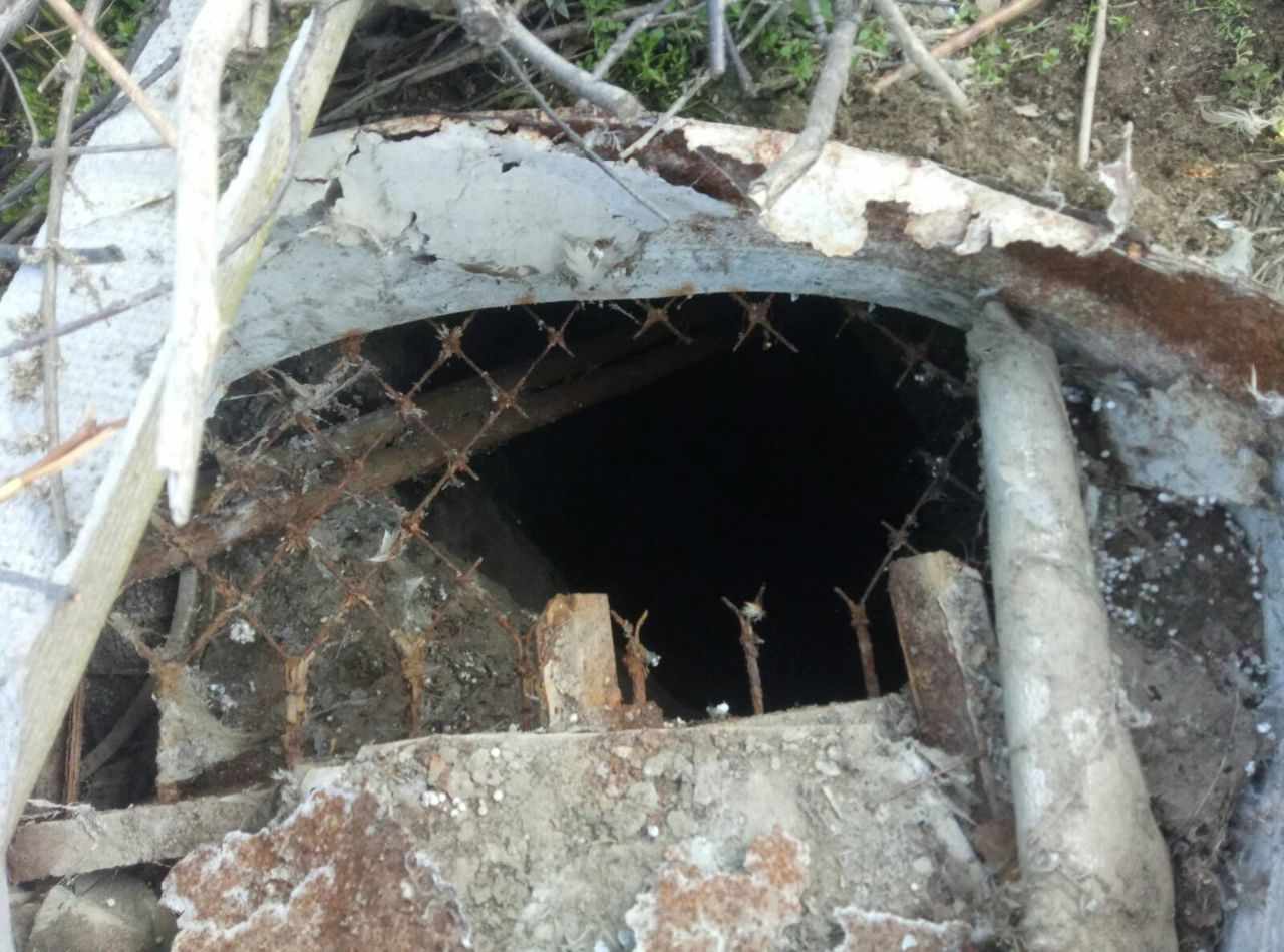 собаку