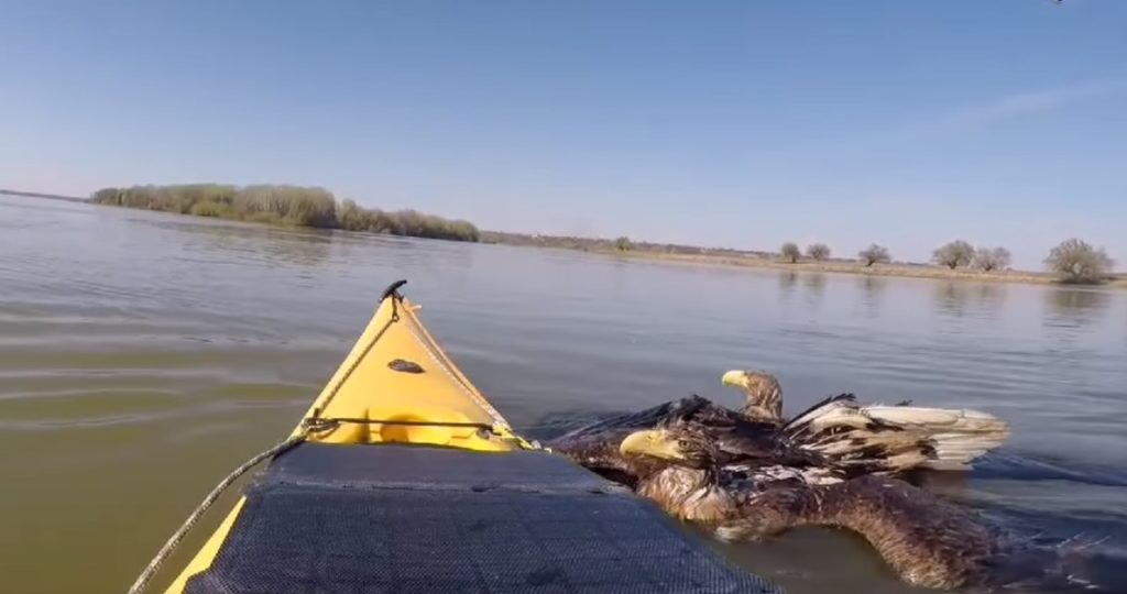 орлы