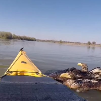 орлы