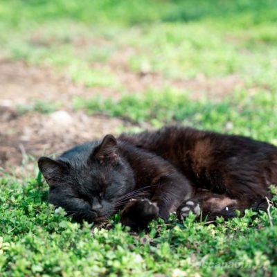 котик