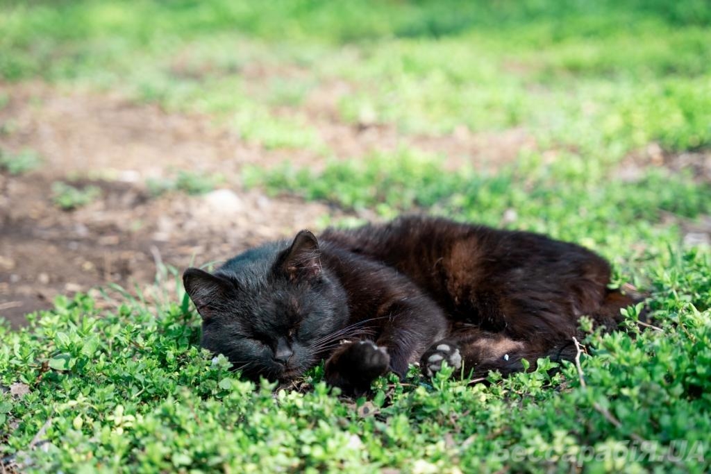 котик