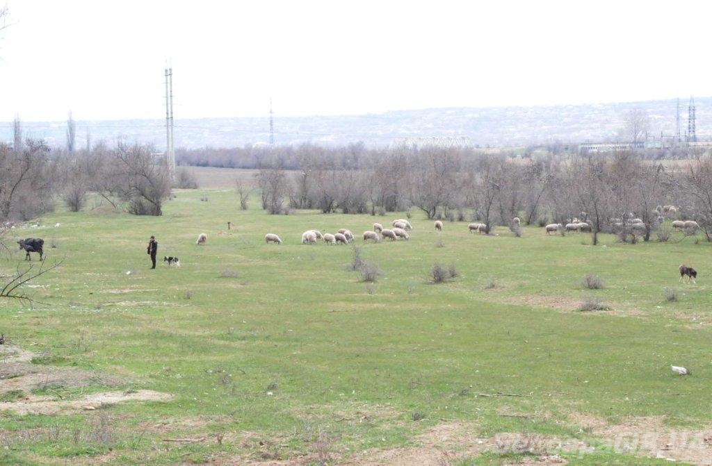 пастбища