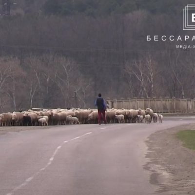 пастбища