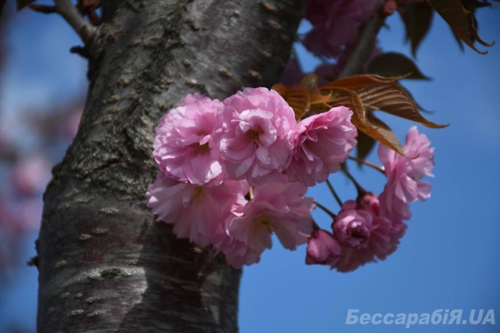 сакура Дворец