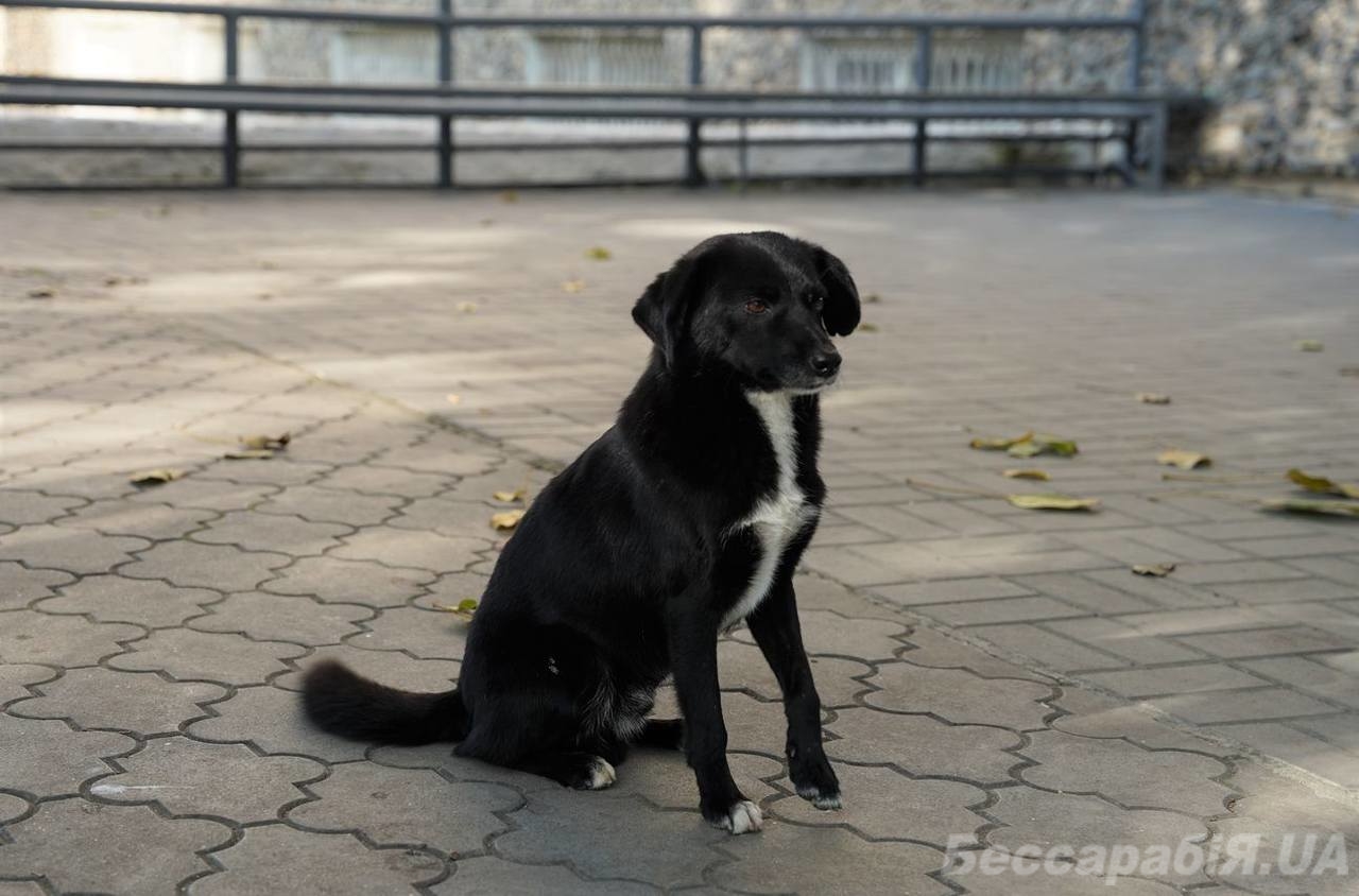 животных