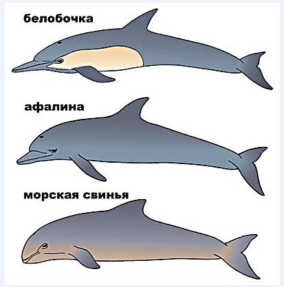 три вида