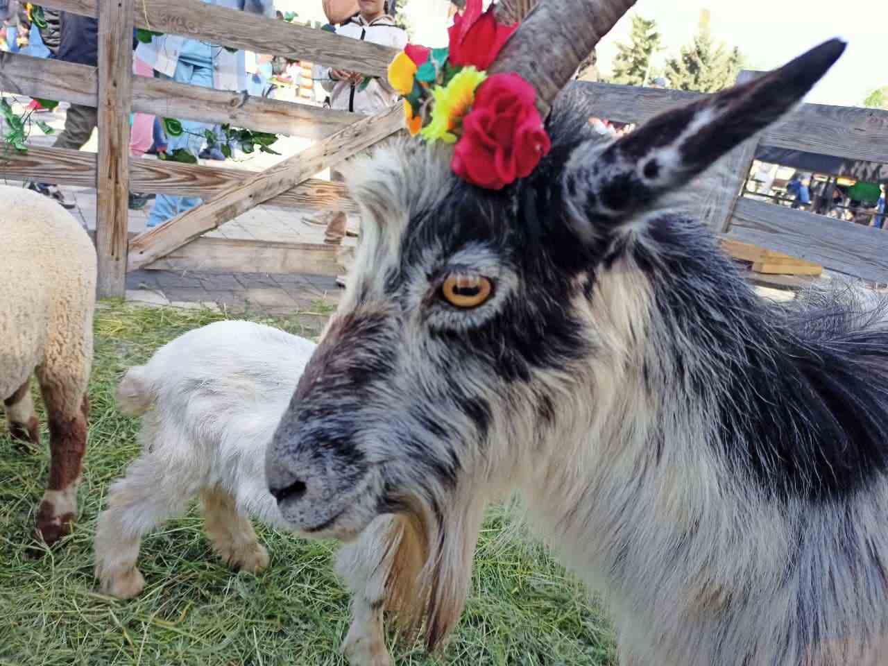 коза