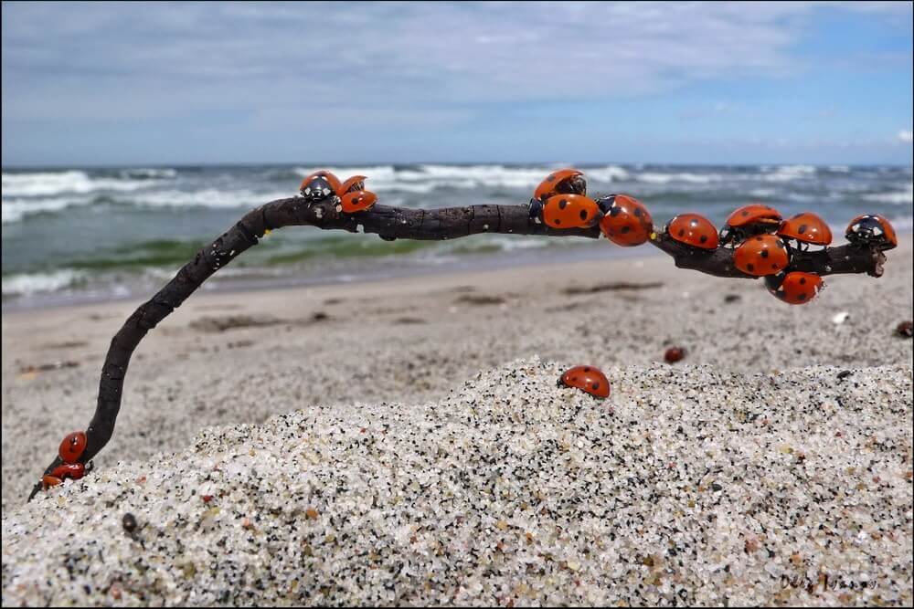 божьи коровки
