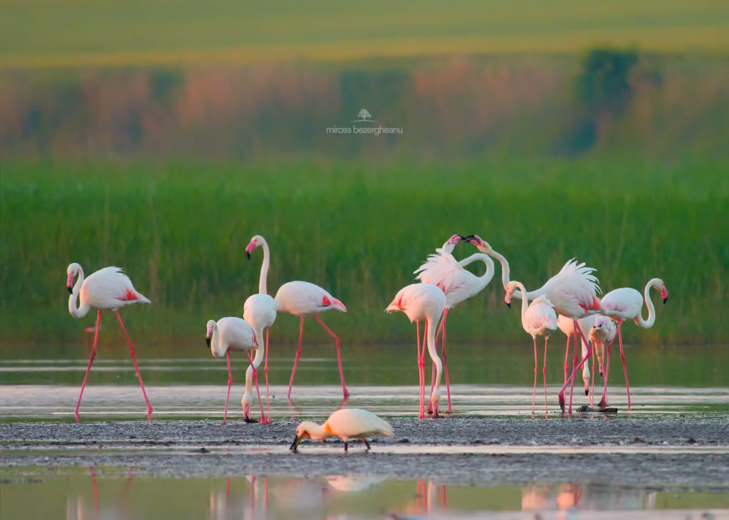 фламинго красивые