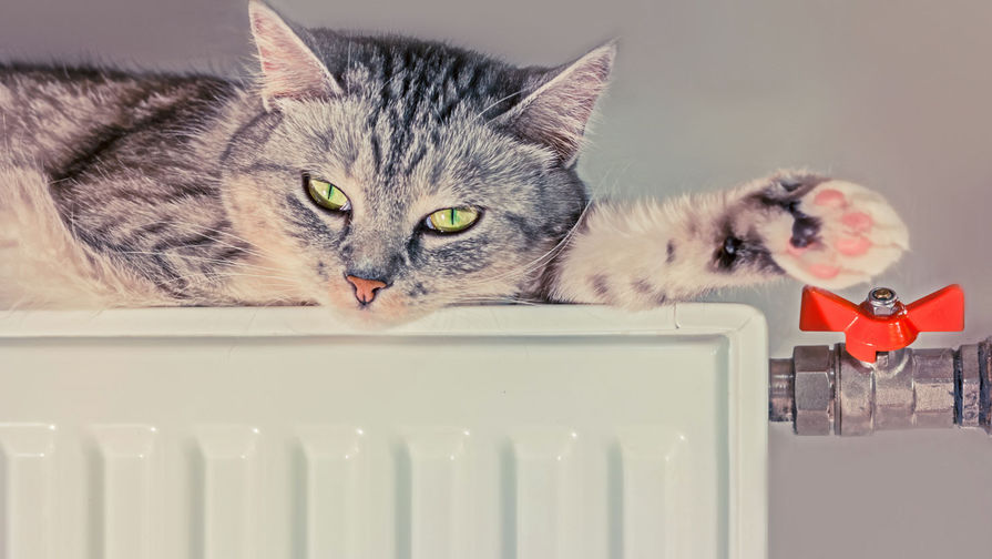 котик греется