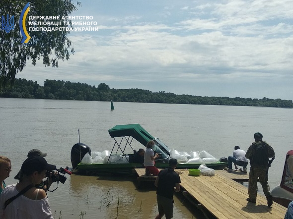 мальки стерлядь