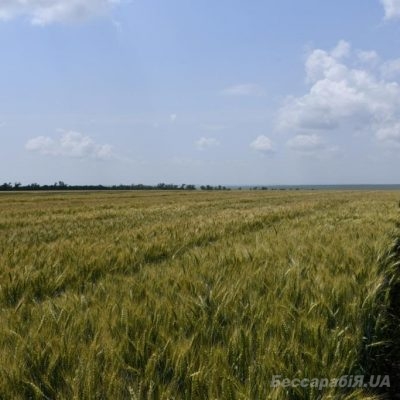 поле