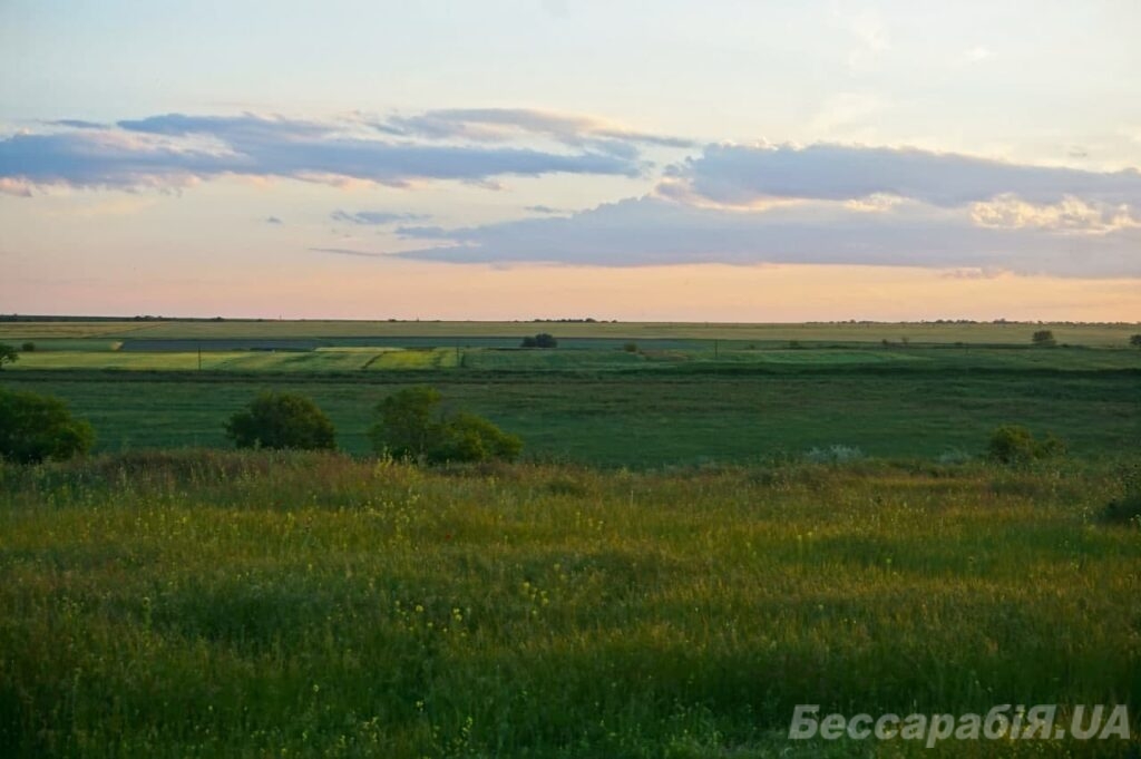 поля