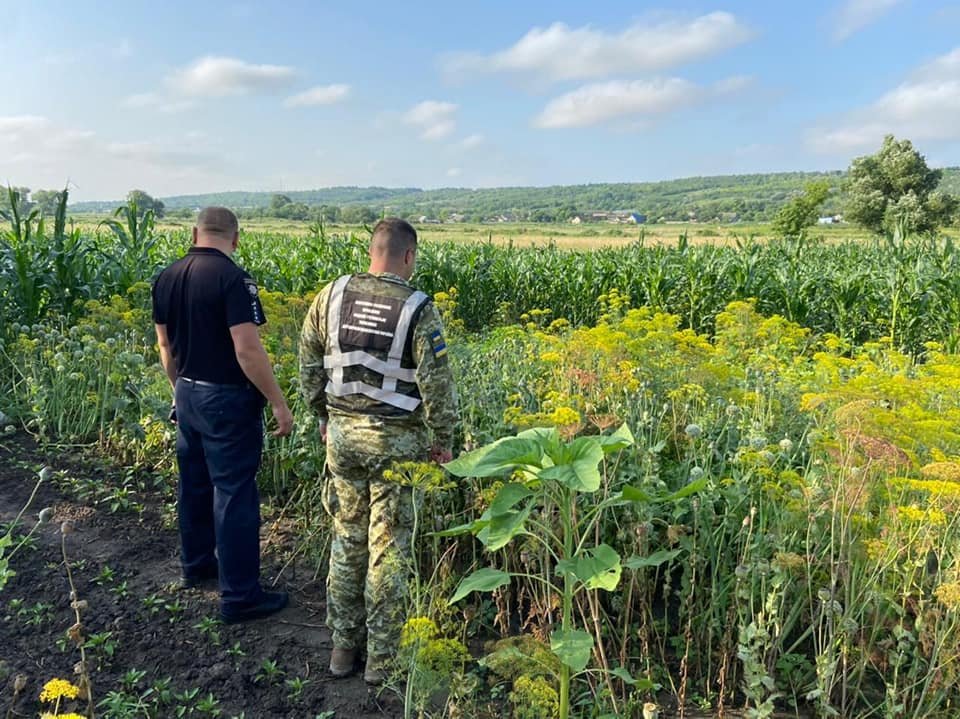 кукурузное поле