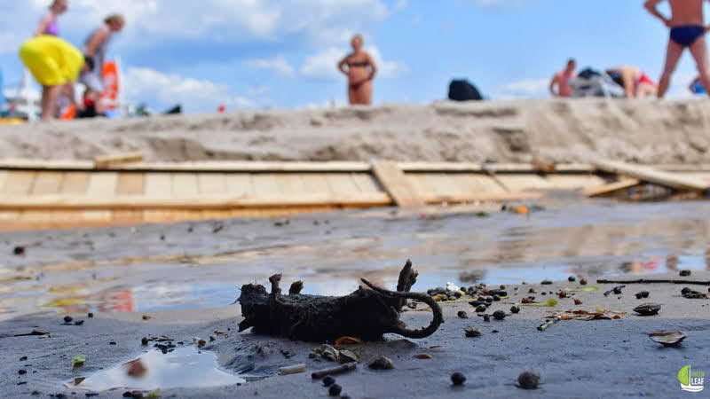 пляж крыса