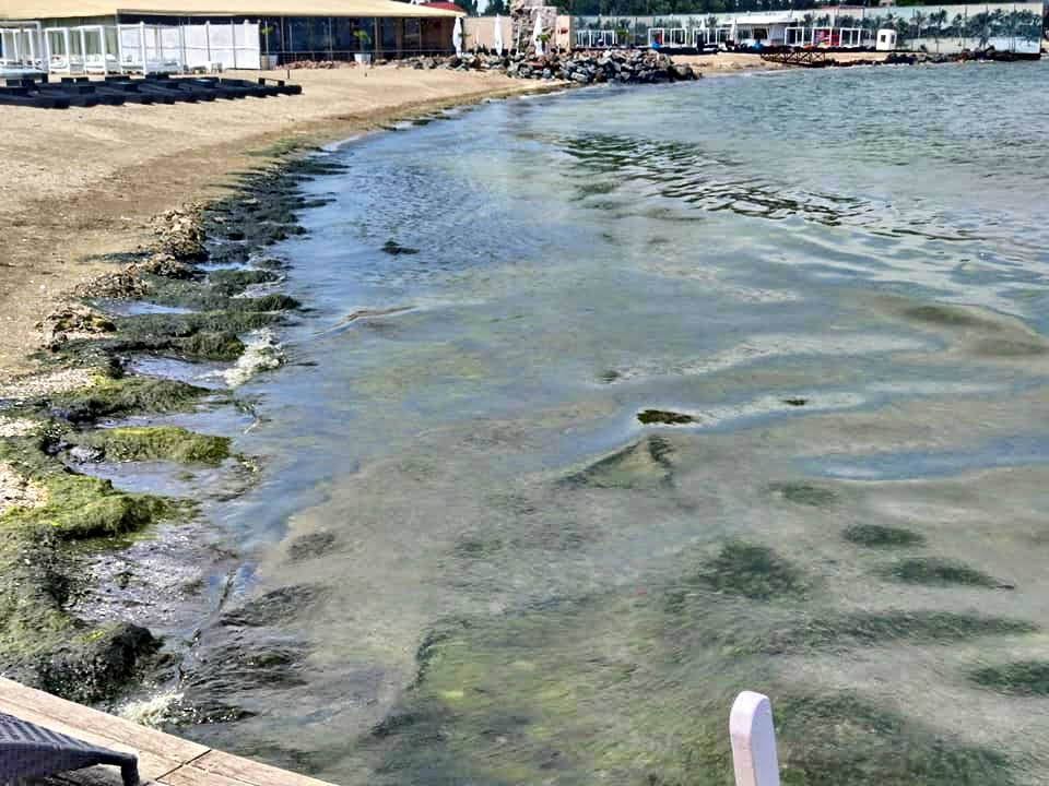водоросли