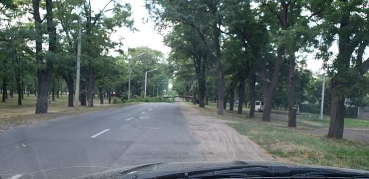 дерево