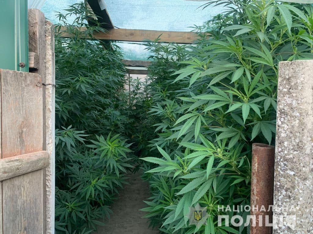конопля
