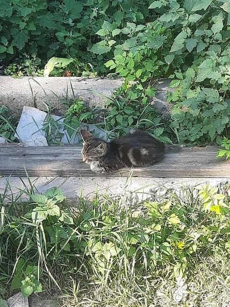 кот