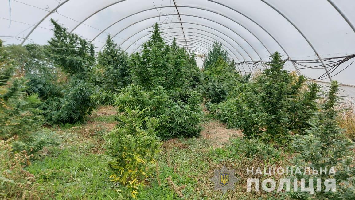 фото теплица с коноплей