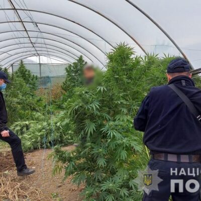 фото теплица с коноплей
