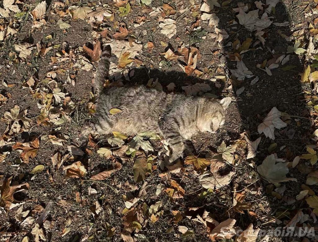 котик