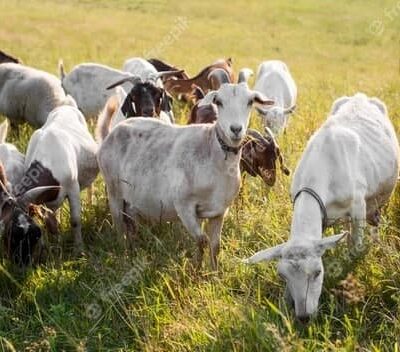 стадион козы