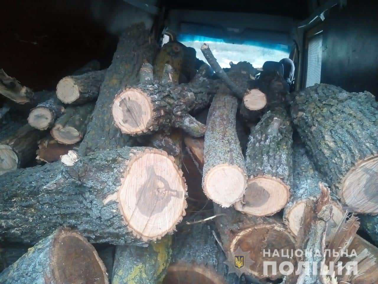 фото деревья