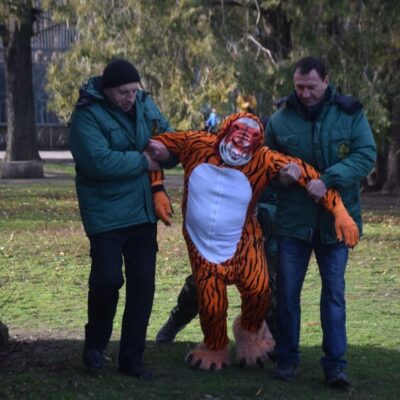 тигр