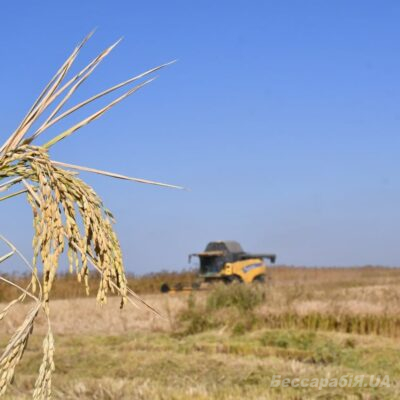 рисовое поле