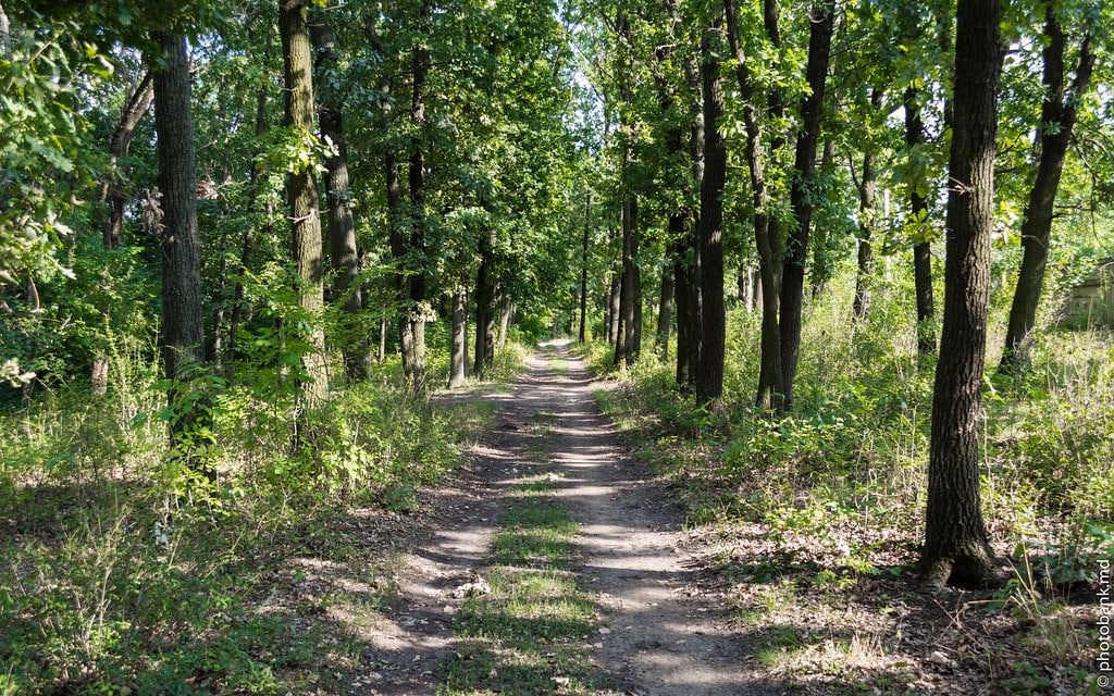 лес мины