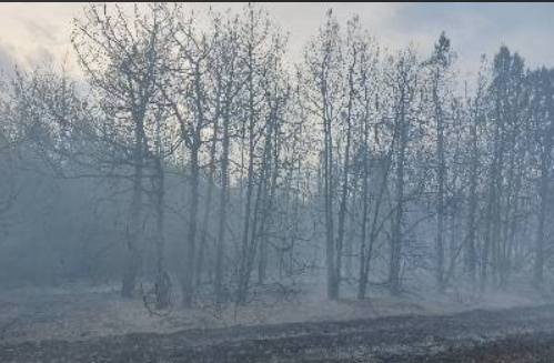 лес пожар