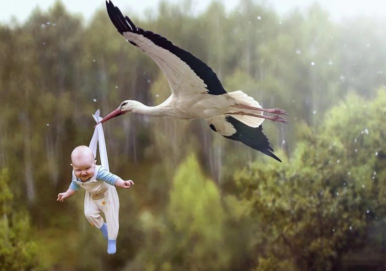 аист