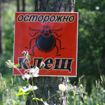 клещи