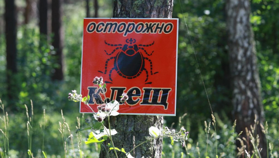 клещи