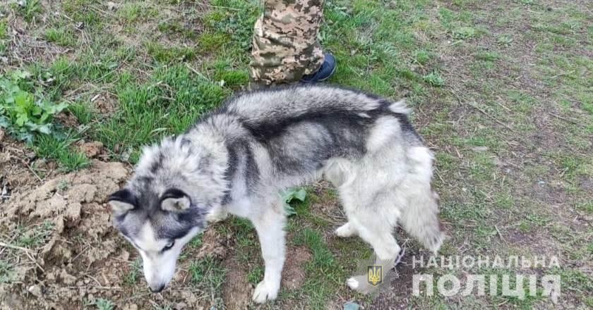 собаки