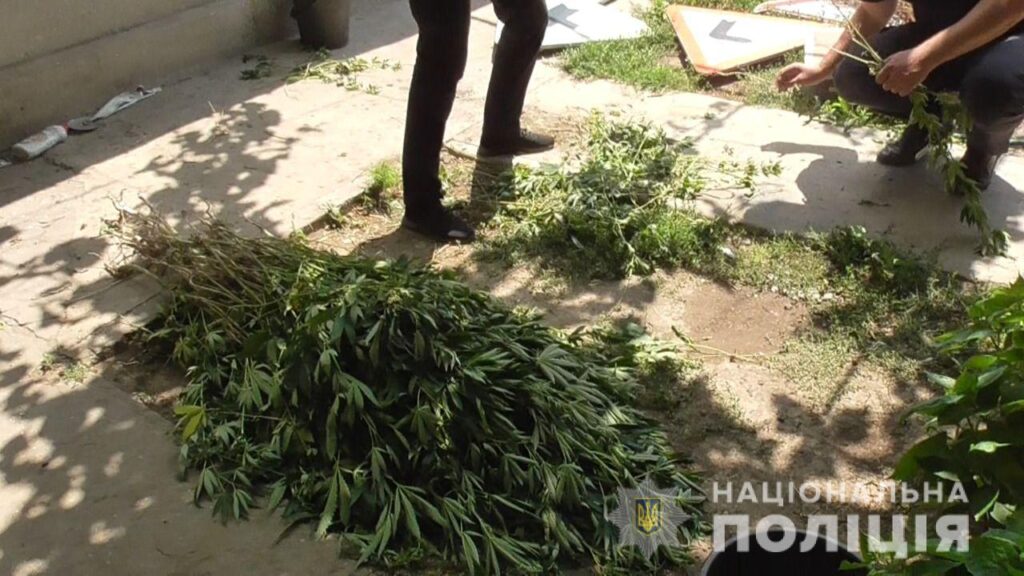 татарбунары конопля