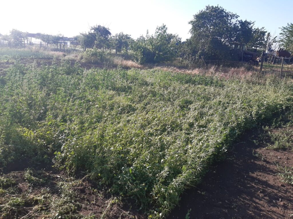 конопля