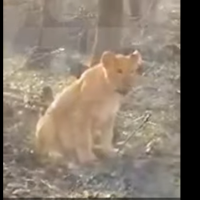 лев у лісосмузі