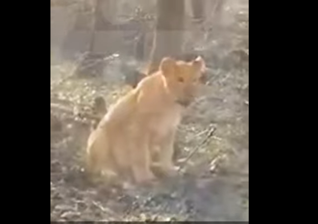 лев у лісосмузі