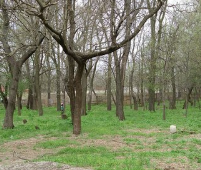 міський ліс