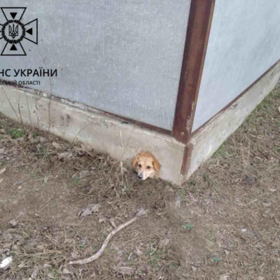 рені пес
