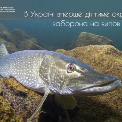 заборона на вилов щуки