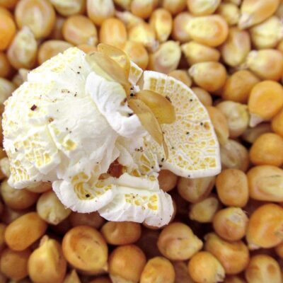 кукурудза для приготування попкорну