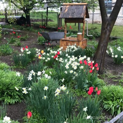 квіти Утконосівка