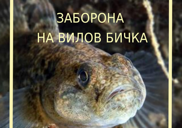 заборона на вилов бичка