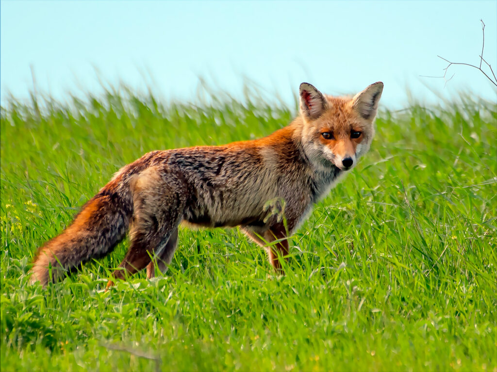 тарутинський степ