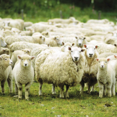 вівчарство Бессарабії