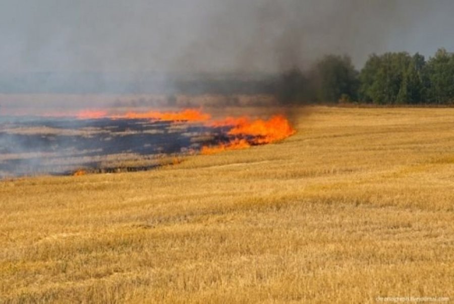 горіло поле з пшеницею